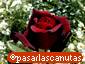 fondos de foto de flor rosa negra roja Black Queen hasta 2560x1920